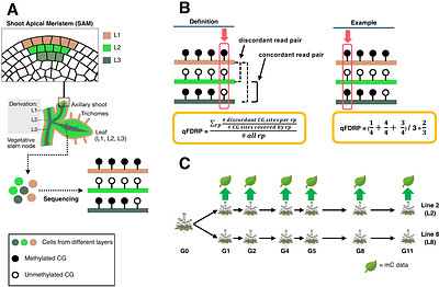 Somatic DNA methylation heterogeneity predicts extreme transgenerational epimutation hotspots in Arabidopsis