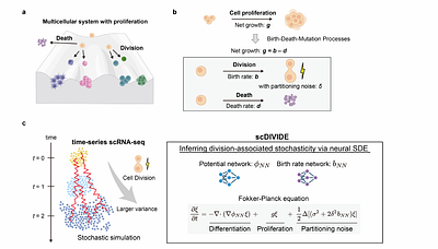 Inferring division-associated stochasticity from time-series single-cell transcriptomes