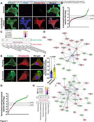 Sec23b regulates cell migration by orchestrating collagen I secretion and processing.