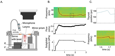 Mechanisms and control of a novel vocalization: the singing mouse song is a whistle that depends on air sac inflation
