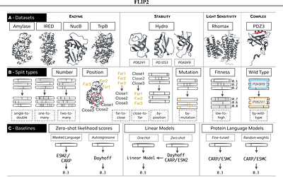 FLIP2: Expanding Protein Fitness Landscape Benchmarks for Real-World Machine Learning Applications
