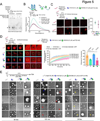 Cytosolic interaction with RNA-helicase DDX39A titrates viral RNA G-quadruplex mediated α-Synuclein amyloidogenesis