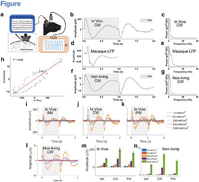 Mechanical Artifacts During Transcranial Focused Ultrasound Mimic Biologically Evoked Responses