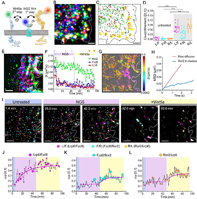 Long-term single molecule localization microscopy uncovers dynamic co-assembly of Lrp6 and Ror2 into Wnt-signalosomes