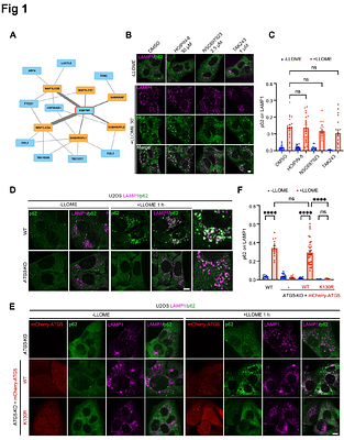 SOLAR Mediates Lysosomal Membrane Repair and Redox Defense