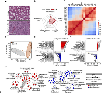 Integrated kidney and urine proteomics define encrypted antimicrobial peptides as effectors of host defence in human pyelonephritis