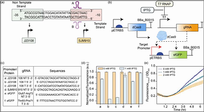 Engineering a Glucose-Inducible Whole-Cell Biosensor via CRISPRi-Based Promoter Reprogramming