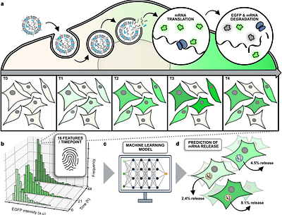 Rapid and reliable quantification of cytosolic mRNA escape (RNASCAPE)