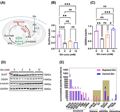 Glutamine deficiency enhances nuclear localization of TCA cycle enzymes and epigenetic modifications, impairing myogenesis