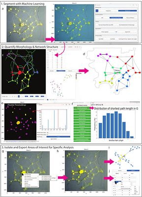 NetTracer3D Enables User-Friendly Analysis of Diverse Microscopic and Medical 3D Datasets