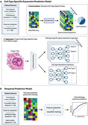 Deep learning inference of cell type-specific gene expression from breast tumor histopathology