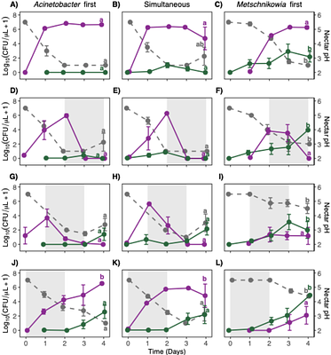 Heatwaves strengthen historical contingency in yeast--bacterium interactions in floral nectar