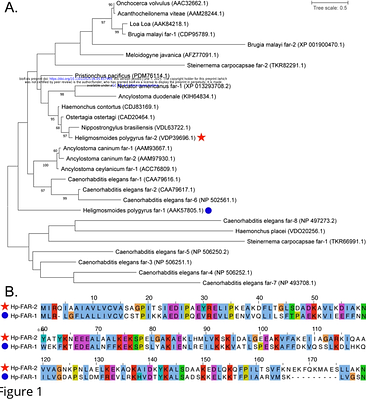 A secreted fatty acid- and retinol- binding protein from Heligmosomoides polygyrus suppresses host macrophage polarization
