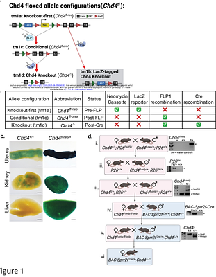 Generation and characterization of a mouse model of conditional Chd4 knockout in the endometrial epithelium.