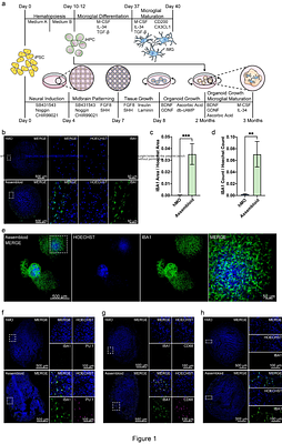 Integration of iPSC-derived microglia into human midbrain organoids enhances microglial maturation and inflammatory signaling