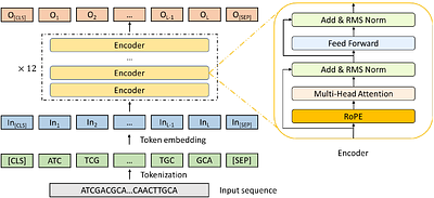 Canonical self-supervised pretraining paradigm constrains the capacity of genomic language models on regulatory decoding