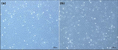 Universal conditions for establish continuous cell cultures in ray-finned fishes