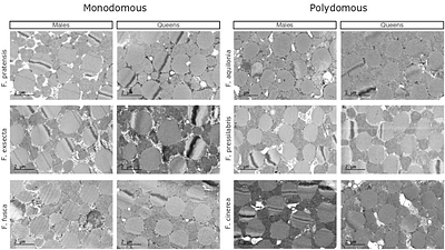 Dispersal behavior rather than dispersal morphology creates social polymorphism in Formica ants