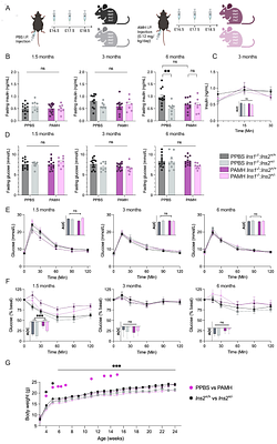 Altered metabolic health during pregnancy in mice with lean polycystic ovary syndrome-like traits from high prenatal AMH