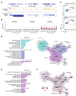 Epigenomic profiling of cerebrospinal fluid cells identifies immune regulatory alterations and implicates protocadherins in multiple sclerosis