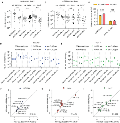 Peptide Barcodes for miRNA activity assessment in mammalian cells