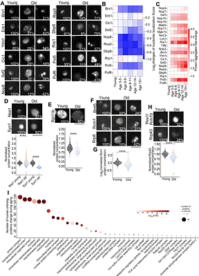 Single-Cell Spatial Proteomics Uncovers Molecular Interconnectivity among Hallmarks of Aging