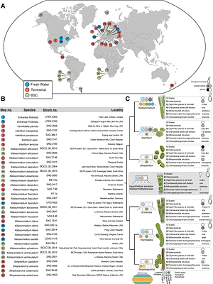 Phylogenomic insights into the first multicellular streptophyte