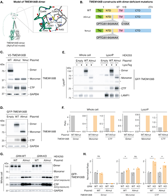 Granulin loss and TMEM106B risk converge on lysosomal C-terminal fragment pathology in frontotemporal dementia