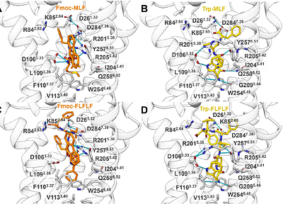 Modulation of the agonist and antagonist activity of peptidic FPR1 ligands through N-terminal modifications: A structural and functional analysis