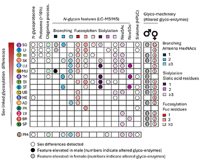 Multi-omics definition of the sex-specific glycoproteome of murine tissues