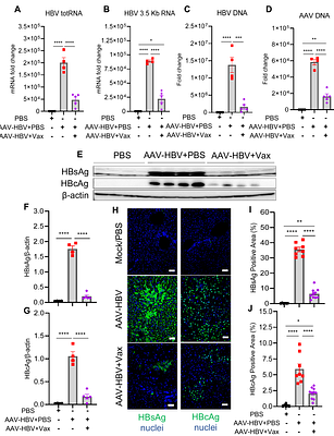 HEPLISAV-B Breaks Immune Tolerance and Induces HBV Control via CD4 T Cell-Dependent Mechanisms in a Chronic Hepatitis B Mouse Model