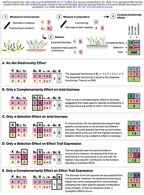 Biodiversity effects on ecosystem functioning: disentangling the roles of biomass and effect trait expression