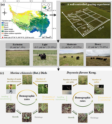 Demographic compensation buffers population decline under variable grazing intensities in alpine grasslands