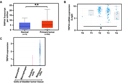 TRPV4 Channels Mediate Bladder Cancer Cell Proliferation, Migration and Chemoresistance