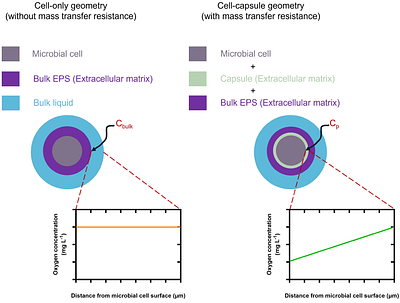 Modeling multiscale architecture of biofilm extracellular matrix and its role in oxygen transport