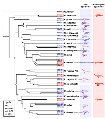 Rapid floral syndrome convergence in Penstemon through independent genetic variation