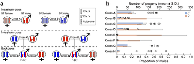 Disentangling sex-ratio meiotic drive in Drosophila a century after its original discovery