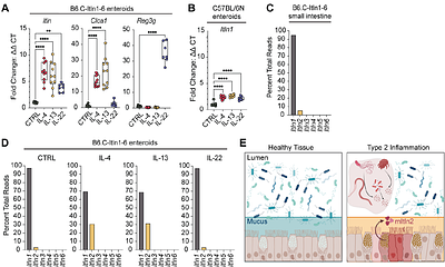 Intelectin-2 is a broad-spectrum antimicrobial lectin