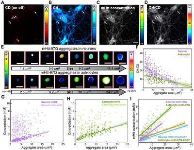 GFP-Free Live-Neuron Quantitative Imaging Reveals Compartmentalization and Growth Dynamics of PolyQ Aggregates