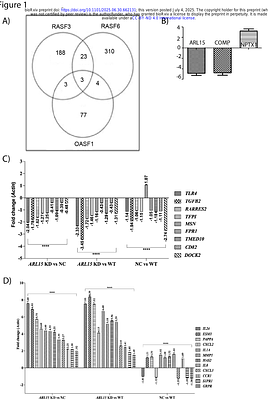Dissecting ARL15 Function in Rheumatoid Arthritis: Insights from Ex Vivo and In Vitro Synovial Fibroblast Models