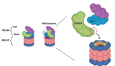 Microbial Modulation of Host Plant Proteasome Activity Improves Heat Stress Tolerance