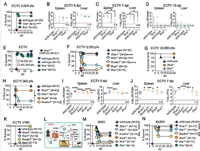Interferon-α and -β subtypes have temporally distinct roles in containing viral spread and protecting vital organs.