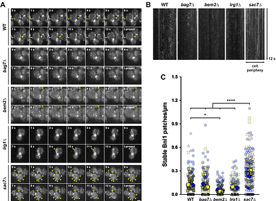A Sac7-Rho1 axis at the plasma membrane controls clathrin-independent endocytosis