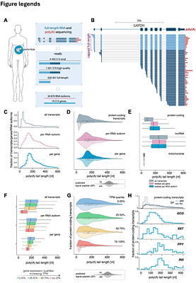 Insulin synthesis is sustained by Tent5 poly(A) polymerases