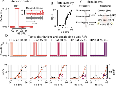 Efficient coding explains altered neural representations elicited by subtle sensory lesions
