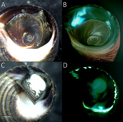 Optimizing calcein marking in the common periwinkle (Littorina littorea) for repeated-measures and mark-recapture studies
