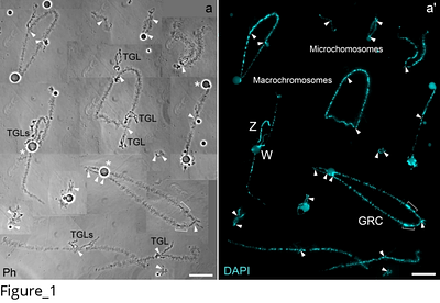 Evidence of two centromeres in the germline-restricted chromosome (GRC): insights from zebra finch lampbrush chromosomes