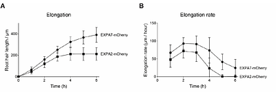 Tip growth of root hairs reveals functional divergence of plant expansins