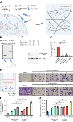 Glycosylation-enabled Site-specific Growth Factor Engineering for Biomaterial Functionalization