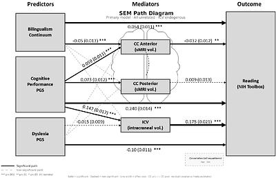 Does bilingualism buffer genetic predispositions to reading difficulties through alterations of structural interhemispheric connectivity? An ABCD Study.
